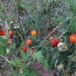 nalehavy-postrik-rajcat-v-cervnu-jednoduchy-recept-na-phytophthoru-a.jpg